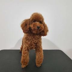 Barbie - Poodle