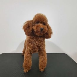 Barbie - Poodle