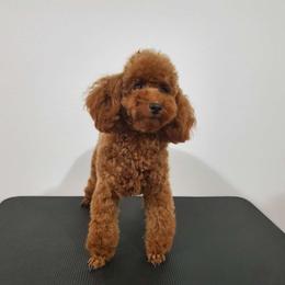 Barbie - Poodle