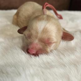 Girl 4 - Buff and white female Cockapoo puppy in Bedford, Iowa from Our Father’s Doodles