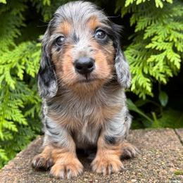 Hollister 4000 - Dapple male Dachshund puppy in Steele, Alabama from Taylored Dachshunds