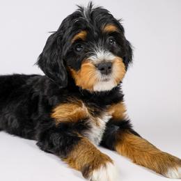 Priya (red collar) - Tri-color female Bernedoodle puppy in Lehi, Utah from Heart J Bernedoodles