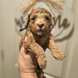 Star - Sable female Poodle puppy in Casa Grande, Arizona from Arizona's Once Upon A Boston and Poodle ❤️