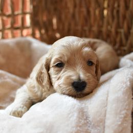 Goldendoodle Puppies from Edge Farm Goldendoodles