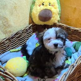 Girl 1 - Fawn brindle female Havanese puppy in Manchester, Texas from Mimi's Havanese