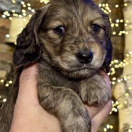 Tigger - Brindle male Dachshund puppy in Johnstown, Pennsylvania from Boyer’s Dachshunds