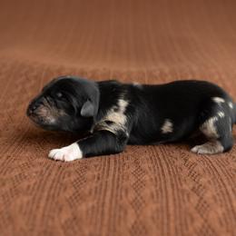 Nitro - Blue merle male Australian Shepherd puppy in Kathleen, Georgia from CM Farm