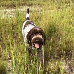 Wirehaired Pointing Griffon All Grown Up from Foggy Gap Griffons
