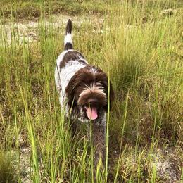 Wirehaired Pointing Griffon All Grown Up from Foggy Gap Griffons