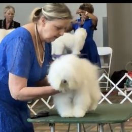 Cotons de Tulear from Young at Heart Cotons