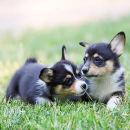 American Corgi, Cardigan Welsh Corgi, and Pembroke Welsh Corgi Puppies from Diamond Corgis
