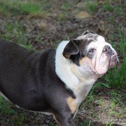 Bulldog puppies from JP Ranch Bulldogs