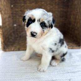 Truvvy - Blue merle female Australian Shepherd puppy in Unionville, Iowa from Soap Creek Kennels