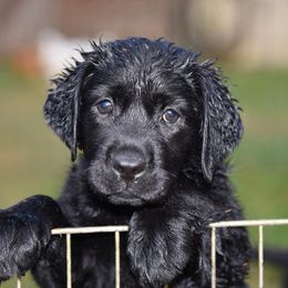 Labrador Retriever Puppies from Tamerlane Labradors