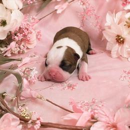Black Mask Fawn Girl - Red female Boston Terrier puppy in San Antonio, Texas from JT Bostons