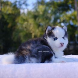 Faye - Gray and white female Pomsky puppy in Loxahatchee, Florida from Cardinal Point Pomskies