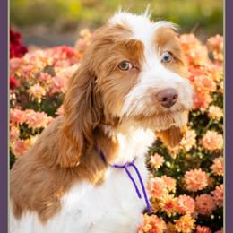 Cassie - Red and white female Cockapoo puppy in Connersville, Indiana from Deaz Doodle Ranch
