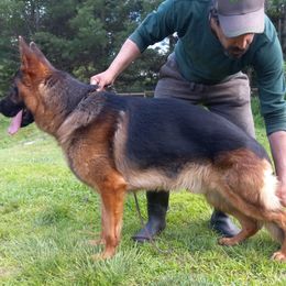 Enco - German Shepherd