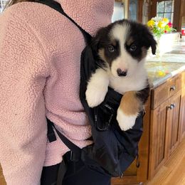 Border Collie Puppies from Cascade Sun Kennels