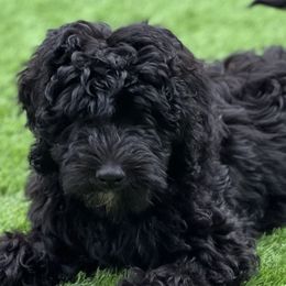 Girl 1 - Bernedoodle puppy in Bend, Oregon from Bella Ridge Farms & Dapper Doodles