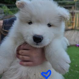 Blue boy - White and biscuit male Samoyed puppy in Elwell, Michigan from Limelight Samoyeds