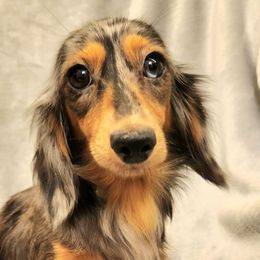 Maggie - Dachshund