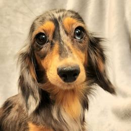 Maggie - Dachshund
