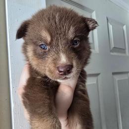 Red and white girl - Red and white female Siberian Husky puppy in East Otto, New York from Howling Huskies