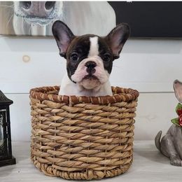 Kenny - White and brindle French Bulldog puppy in Caledonia, Ohio from Cedar Boxers and French bulldogs