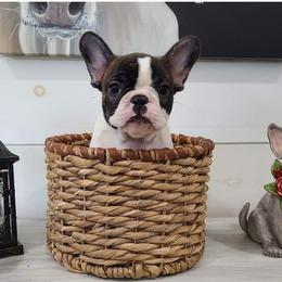 Kenny - White and brindle French Bulldog puppy in Caledonia, Ohio from Cedar Boxers and French bulldogs