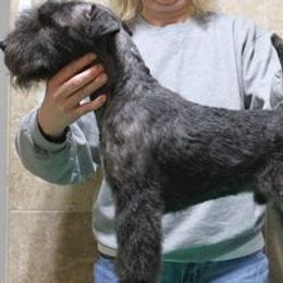 Mack - Lakeland Terrier