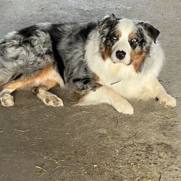Oakley - Australian Shepherd