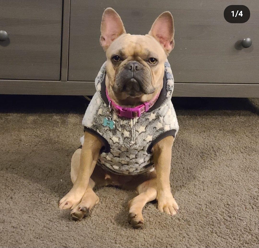 Mama - French Bulldog