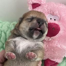 John - Red male Shiba Inu puppy in Milton, Florida from Moonlight Shibas