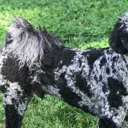 Aussiedoodles from K and D Connections