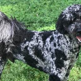 Aussiedoodles from K and D Connections