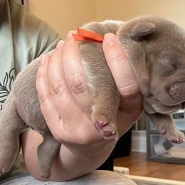 DiNozzo - Lilac tri-color male Bulldog puppy in Hernando, Mississippi from Blues City Bulldogs