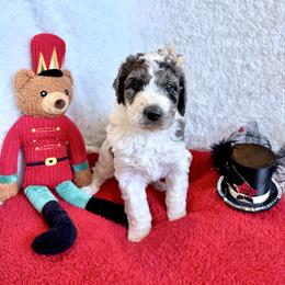 Sugar Plum - female Golden Mountain Doodle puppy in Victoria, Texas from Deidre's Doodles