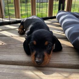 Mini Moo - Black and tan male Dachshund puppy in Staley, North Carolina from Waite's Dachshunds