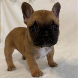 Buttercup - Fawn and white female French Bulldog puppy in Madison, Wisconsin from MadCity Frenchies