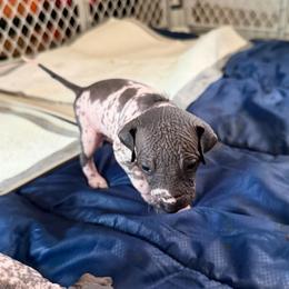 Cookies N Cream - White and black male Xoloitzcuintli puppy in Manitowoc, Wisconsin from Wonderland Kennel