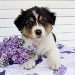 Paloma - Black tri-color female Australian Shepherd puppy in Kearney, Nebraska from Helix Aussies