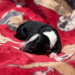 Rogue - Tri-color female Border Collie puppy in Midland, Texas from High Velocity Stockdogs