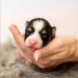 Rumi - Tri-color female Pomsky puppy in Sumter, South Carolina from Emerald Skies Pomskies