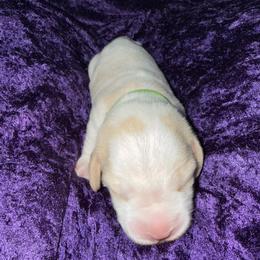 Boy 4 - male Beagle puppy in Las Vegas, Nevada from Vegas Valle Beagles