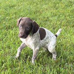 Liver and white female - Liver and white female German Shorthaired Pointer puppy in Freeport, Illinois from Rock Hollow Retrievers