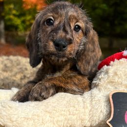 Annie Jones - Brindle female Dachshund puppy in Bigfork, Minnesota from Dachshunds Up North