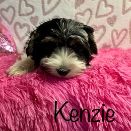 Kenzie - Parti female Yorkshire Terrier puppy in Tulsa, Oklahoma from Conns Cuddly Canines