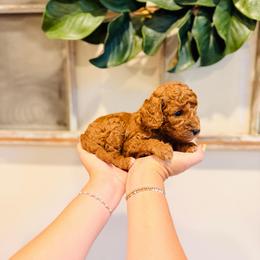 Waffles - Micro Size - Red  male Goldendoodle puppy in Elizabethtown, Kentucky from Reddy Poodles & Doodles