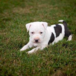 American Staffordshire Terrier Puppies from Ynez Amstaffs